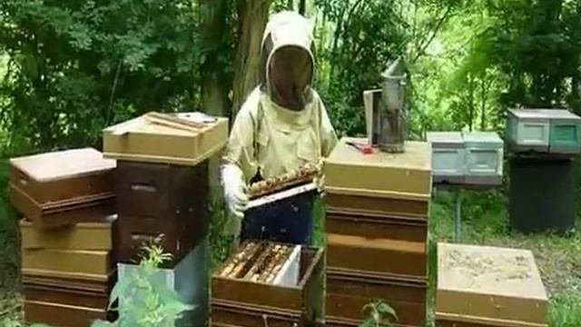 2013. Сбор маточного молочка смотреть онлайн