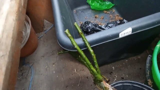 вот так временно посадила розы купленные в магазине смотреть онлайн