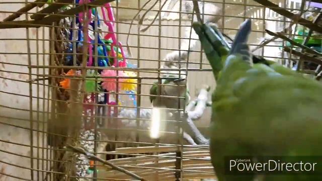 ГНЕЗДО ПОПУГАЕВ КВАКЕРОВ (часть четвёртая) / Quaker parrot nest (part 4) смотреть онлайн