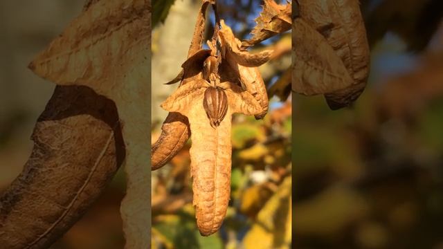Hornbeam (Carpinus betulus) - Samaras & seeds - November 2017 смотреть онлайн