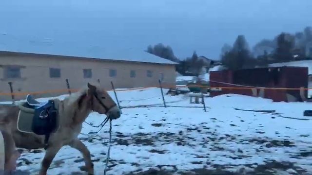 Учимся бегать рысью на корде смотреть онлайн