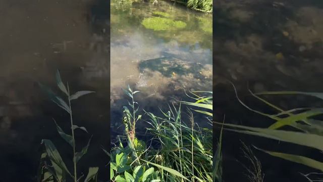 Все нормально #catchandrelease #fishing #поймалотпусти #рыба #рыбалка #природа #fish #форель #trout смотреть онлайн