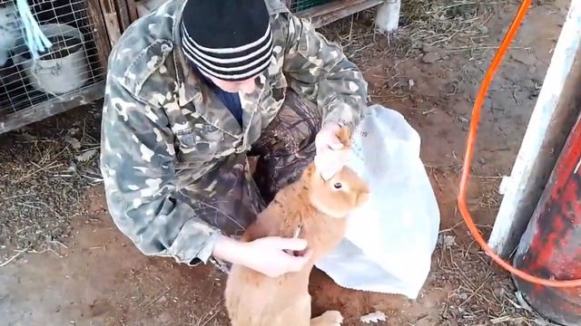 Ушной клещ у кроликов. смотреть онлайн