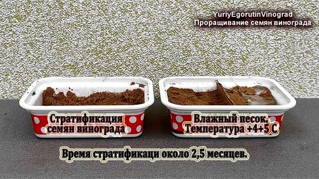 ? Проращивание виноградных косточек /семян/ у себя дома. Температура, влажность, уровень воды. смотреть онлайн