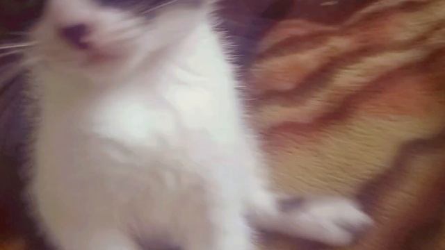 ?КОТЯТАМ 2 МЕСЯЦА?Как выглядят двухмесячные котята?
KITTENS 2 MONTHS?How two-month-old kittens l смотреть онлайн