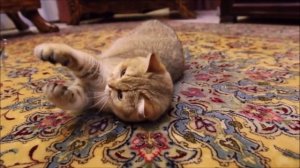 БРИТАНСКАЯ ШИНШИЛЛА ВСЕ О ПОРОДЕ. ИНТЕРЕСНЫЕ ФАКТЫ