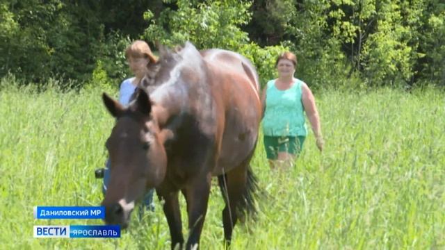 Проект "Вольные кони" открывает летнюю экотропу смотреть онлайн