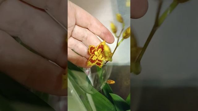 Видеообзор эксклюзивых растений смотреть онлайн