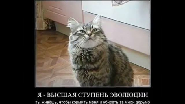 Приколы, забавные животные Super funny animals) 41 смотреть онлайн