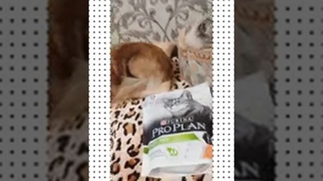 #Распаковка из белого кролика! #распаковка#белый кролик#пухлый котик#котик блогер смотреть онлайн