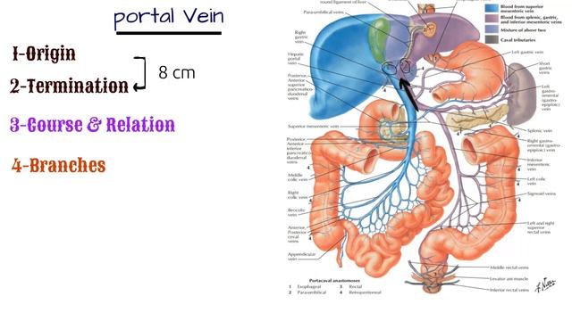 Blood supply of GIT ( Portal circulation ) смотреть онлайн