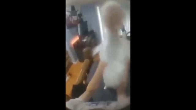 Cat Dancing To Portal Radio For 1h смотреть онлайн