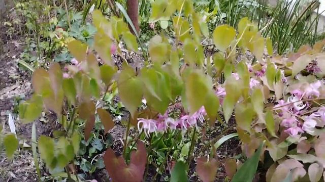 Горянка Purple pixie и Горянка Bicolor giant. смотреть онлайн