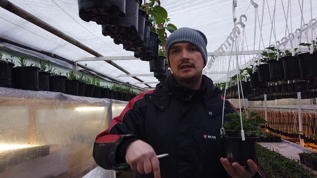 Формировка и уход за хиленькими Пеларгониями. смотреть онлайн