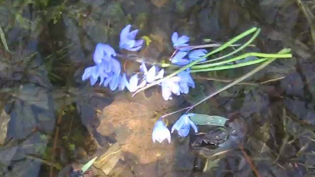 На байдарках по Северскому Донцу. Пролиски. смотреть онлайн