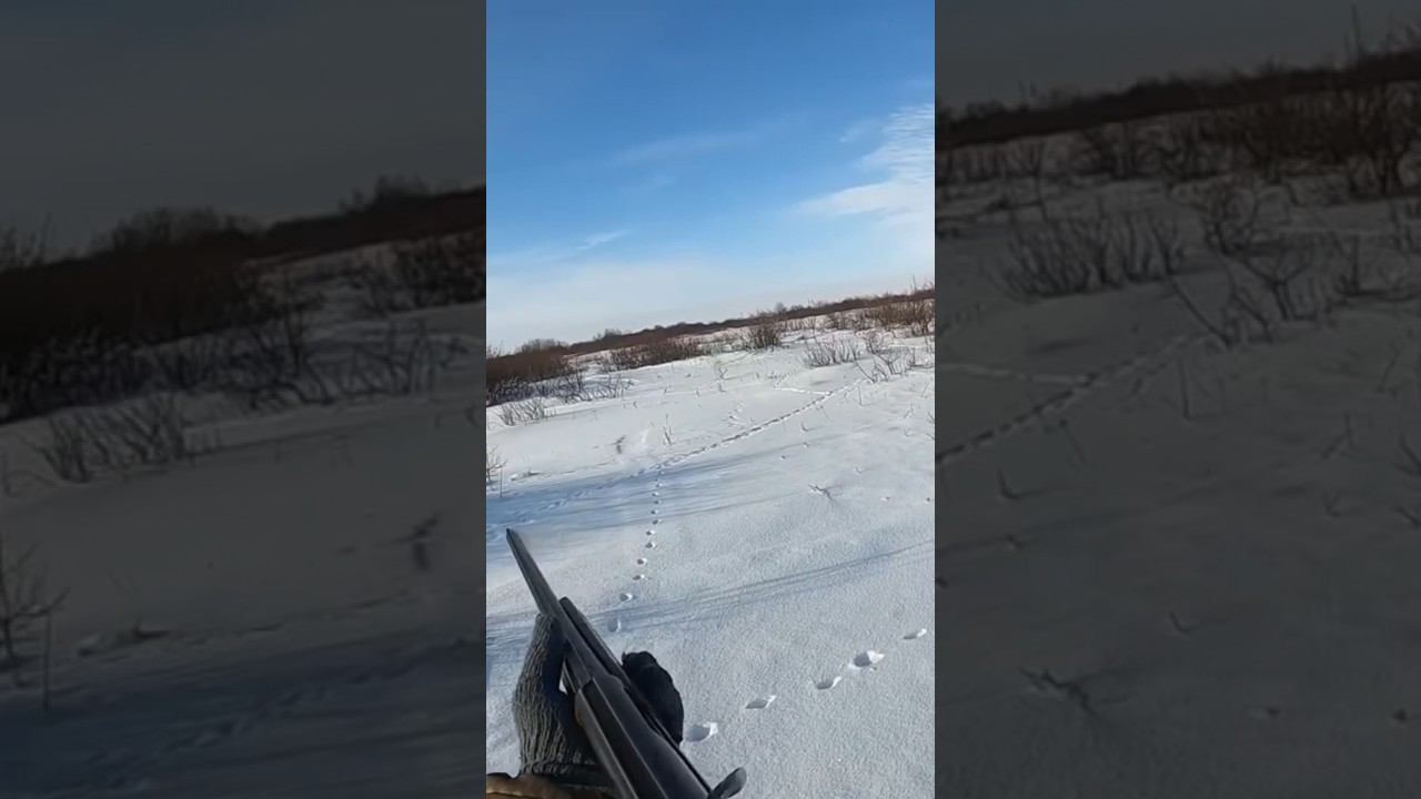 Зайцы бегут на меня! #охота #охотаназайца смотреть онлайн