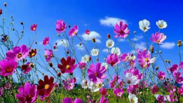 Я слышу зов любви # песня rus смотреть онлайн