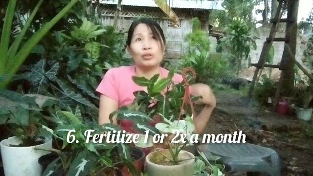 How to Make Bushier + Care Tips and Propagation for Syngonium Wendlandii (updated version English) смотреть онлайн