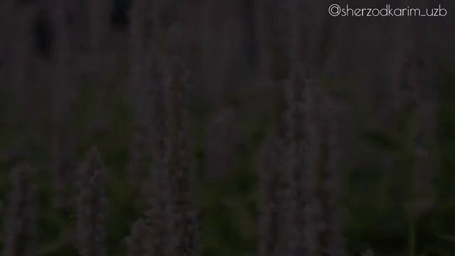 Sherzod Karim - Kutilgan Inson