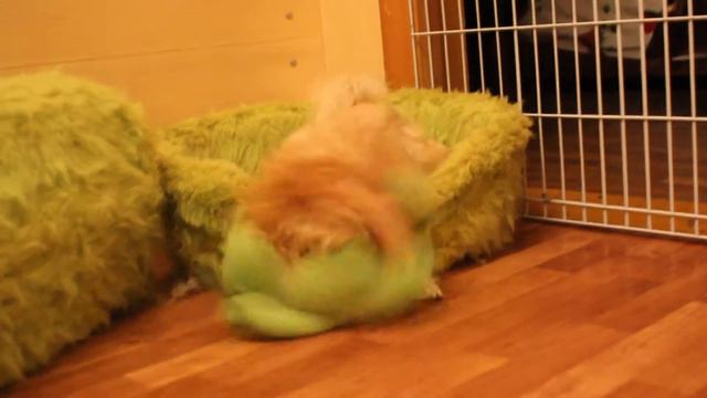 Голддаст с инопланетянином. Golddast With UFO