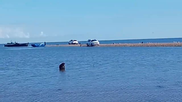 Бобр Ильменский смотреть онлайн