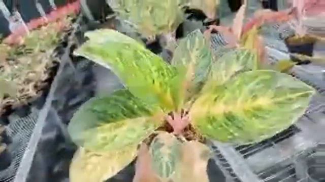 sesi 3 (aglonema lovers ) смотреть онлайн
