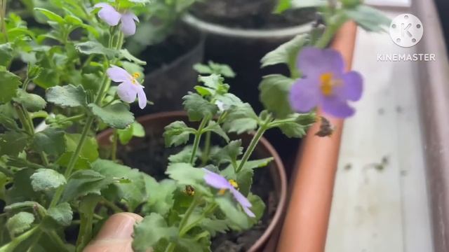 Обзор растений на стеллажах в квартирных условиях на 14 ноября 2023 года. смотреть онлайн