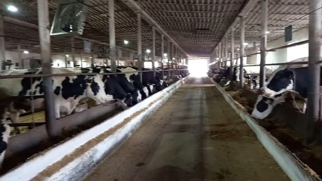 Пропала жвачка у коровы. Что делать если пропала жвачка. смотреть онлайн
