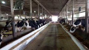 Пропала жвачка у коровы. Что делать если пропала жвачка.