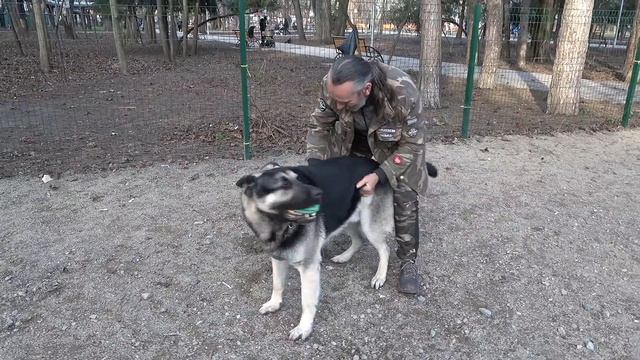 ГИГАНТСКИЙ ВЕО Рэй - НАДЕЖНАЯ ОХРАНА и ЗАЩИТА. Послушный и красивый. Одесса. Украина смотреть онлайн