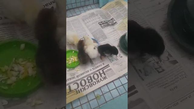 Ещё вывелись