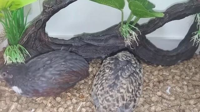 Пара китайских расписных перепелов красногрудой мутации. смотреть онлайн