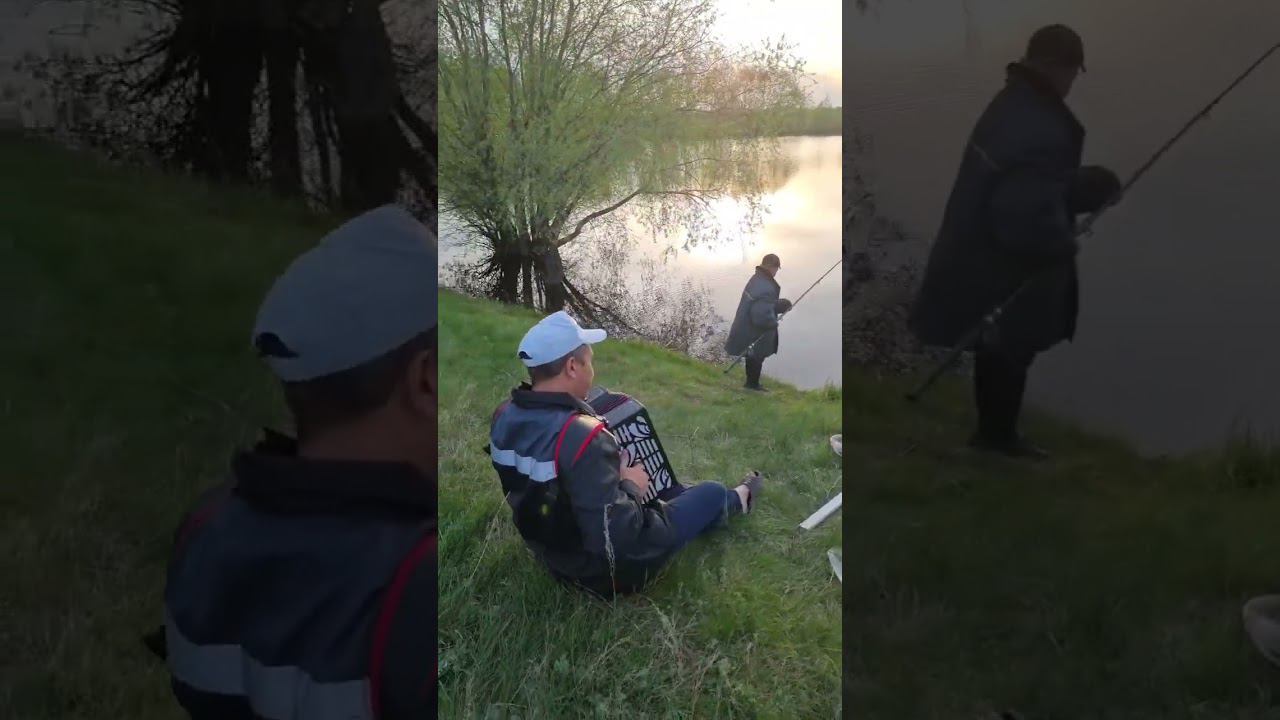 Рыбалка на пруду с гармонью#shorts смотреть онлайн