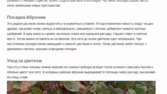Аброния (Abronia). Красивые растения для дома и сада, смотреть онлайн