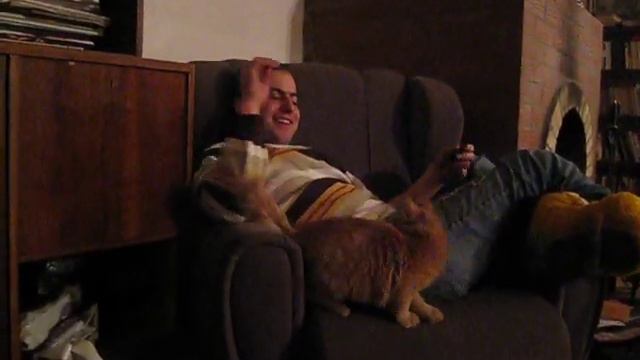 кот нападает! смотреть онлайн