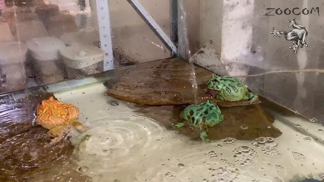 Голубые рогатки! Развод? смотреть онлайн