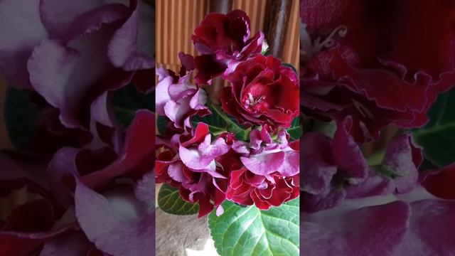 Первое цветение детки глоксинии АК-Норвежский Каприз смотреть онлайн