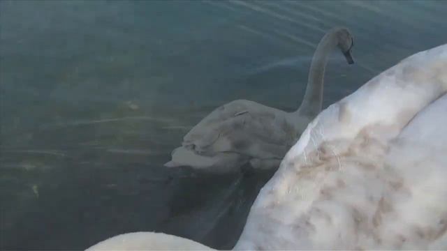 Водоплавающие птицы в водоёмах Германии ! смотреть онлайн