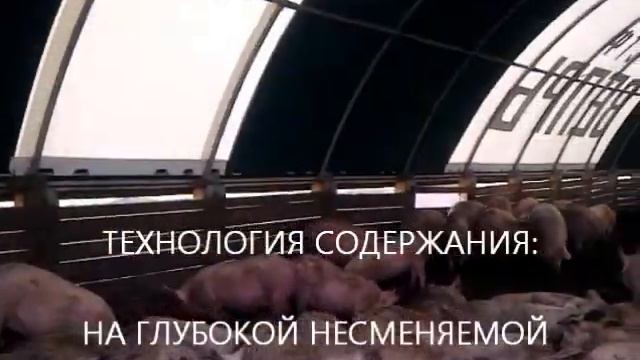 Быстровозводимый Свинарник сооружение откормочник, ангар для свиней смотреть онлайн