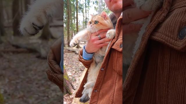 У кошки затяжная линька, почему? смотреть онлайн