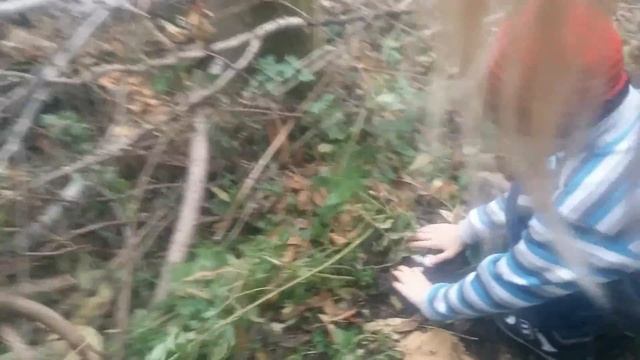 В лес за грибами!Шампиньоны!!! смотреть онлайн