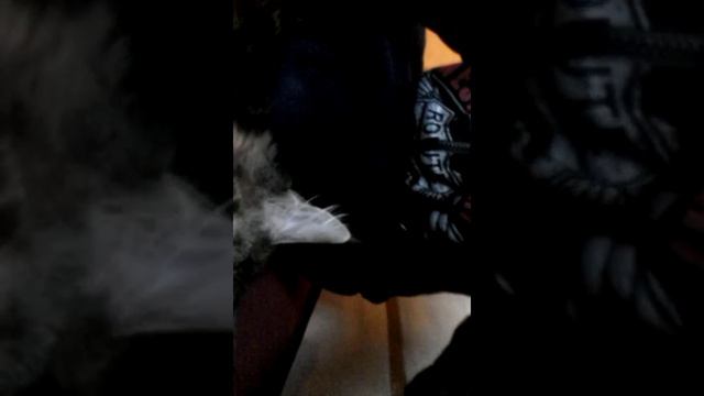 Не удача по мучить кошку смотреть онлайн