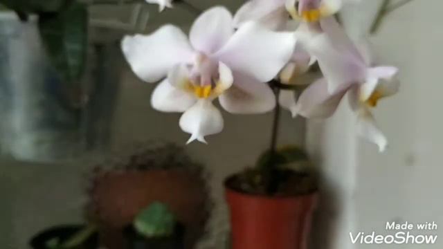 Phalaenopsis Wiganiae (Phal. Schilleriana X Phal. Stuartiana)