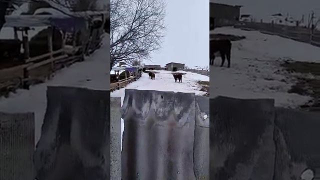 коровы едят снег это не страшно если в небольших количествах . смотреть онлайн