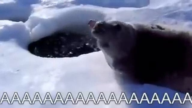 Captioned Seal (Sea Doggo) смотреть онлайн