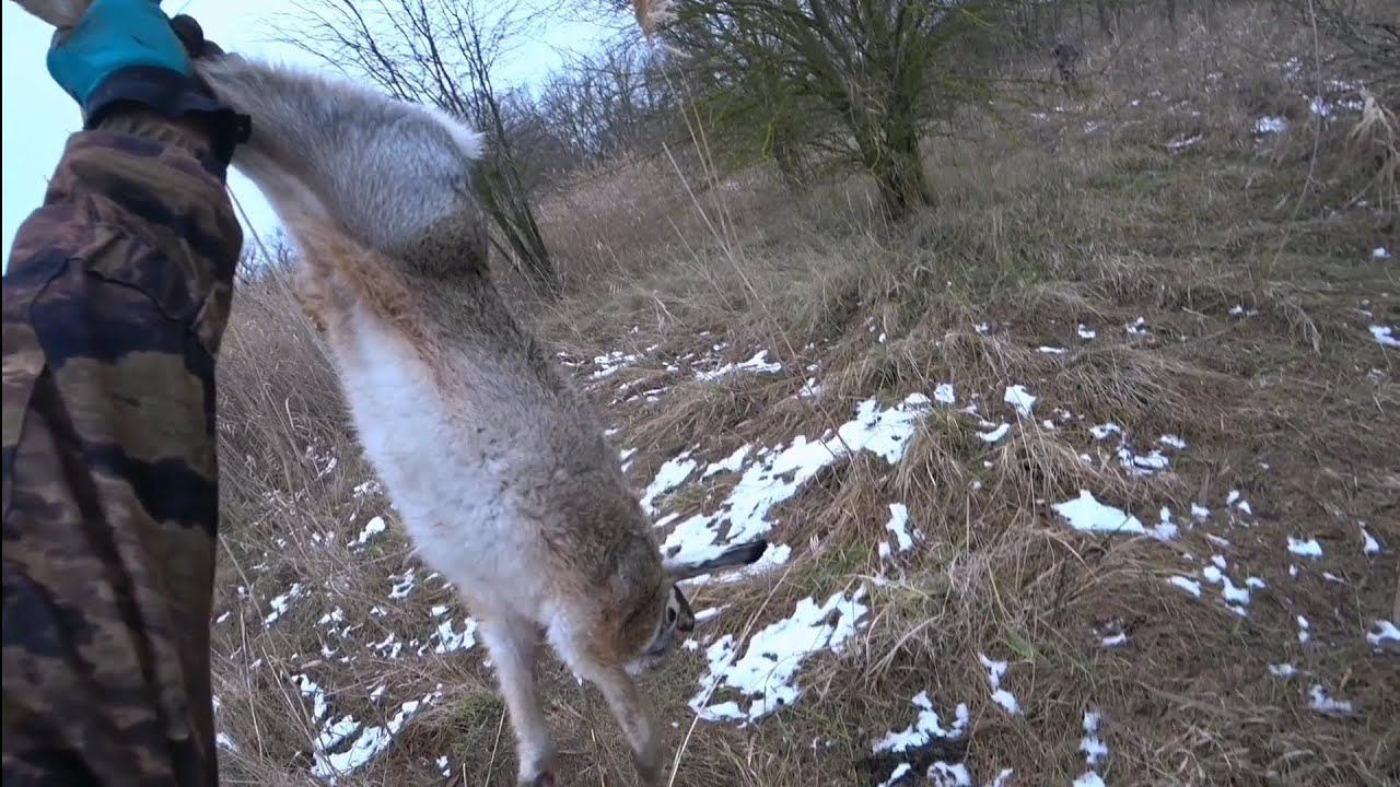 ОГРОМНЫЕ ЗАЙЦЫ! НАКОНЕЦ-ТО ОТКРЫЛСЯ. Охота с Курцхааром. смотреть онлайн