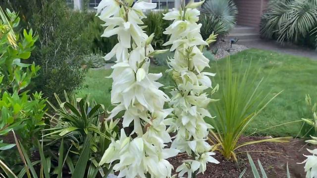 Yuccas! Sorry about the noise! смотреть онлайн