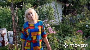 КЛЕМАТИС Хагли гибрид | ГРУППЫ ОБРЕЗКИ клематисов | УХОД за клематисом | Моя дача в Хабаровске