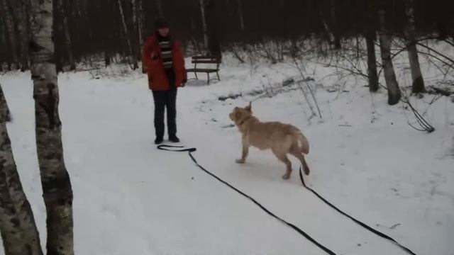 Дрессировка лабрадора Монти.2 ое занятие http://www.dogclass.ru/ смотреть онлайн