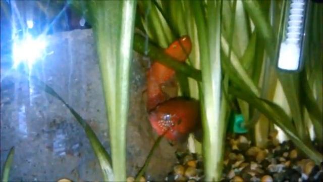 Нерест хромисов-красавцев (Hemichromis lifalili(H. bimaculatus)) смотреть онлайн